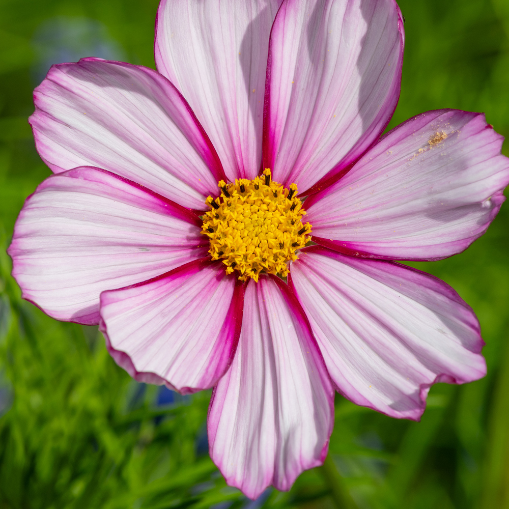 Cosmos - Candystripe