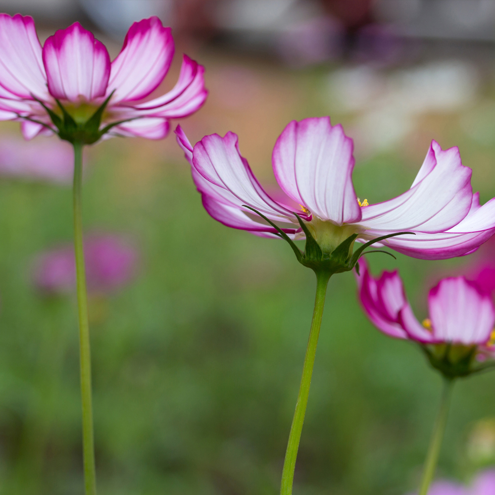 Cosmos - Candystripe