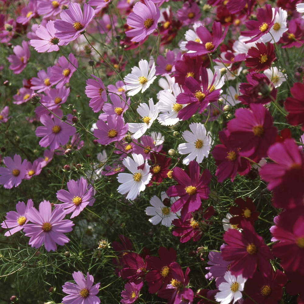 Cosmos – Sensation Mixture (50-60 Seeds)