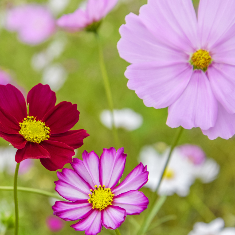 Cosmos - Sensation Mixture (50-60 Seeds)