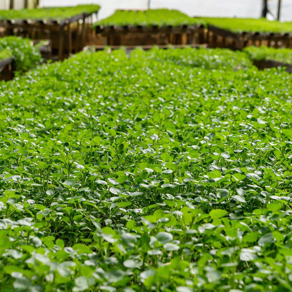 Cress – Curled (150-200 Seeds)