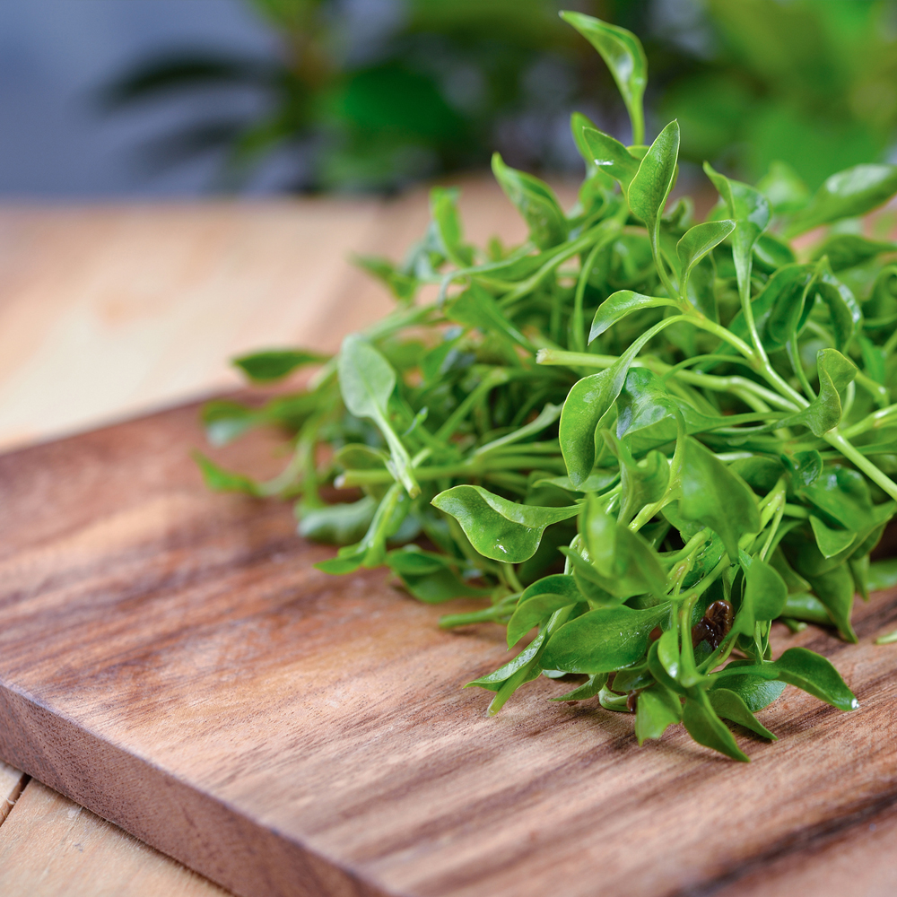Cress - Curled (150-200 Seeds)