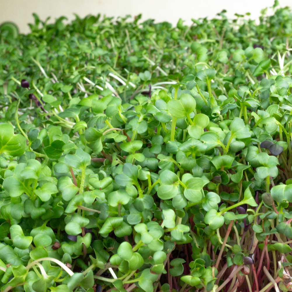 Cress – Watercress (500-600 Seeds)