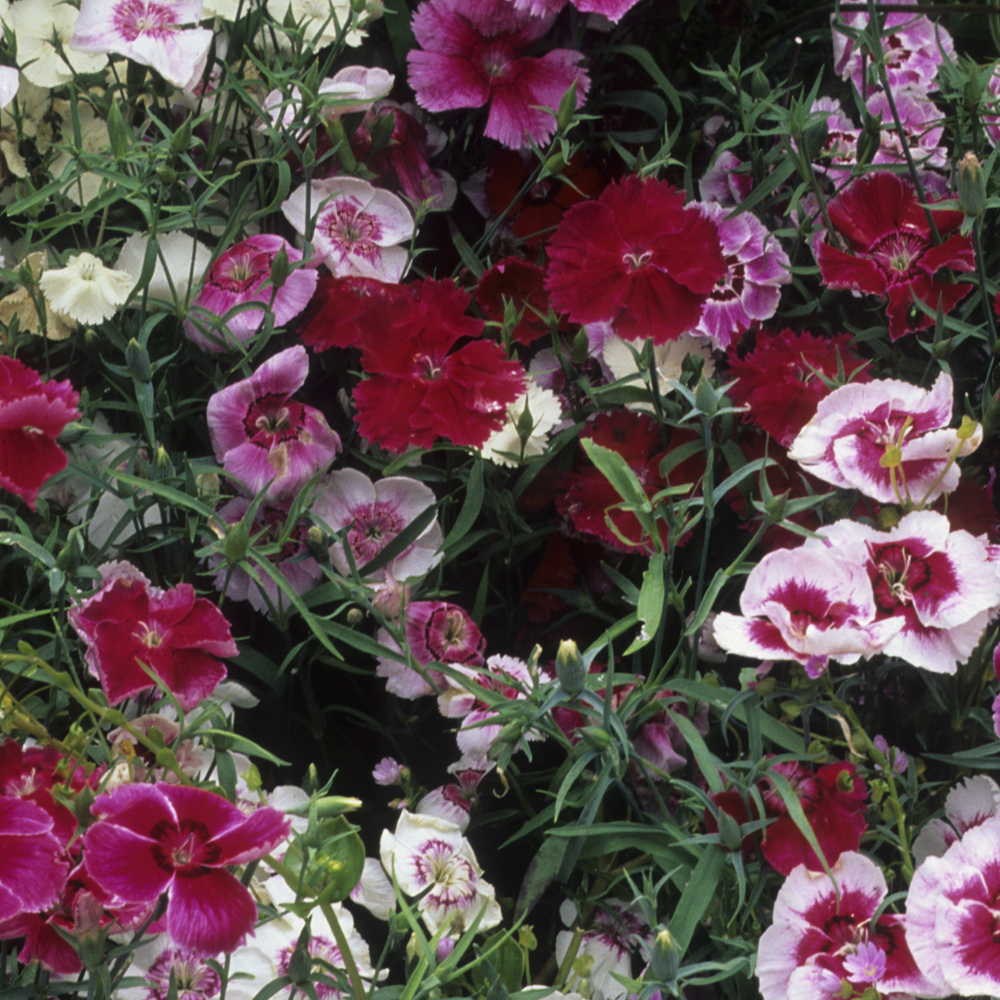 Dianthus - Diana Series Mix (Pelleted)