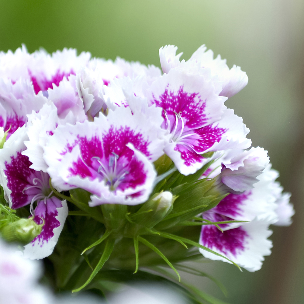 Dianthus - Diana Series Mix (Pelleted)
