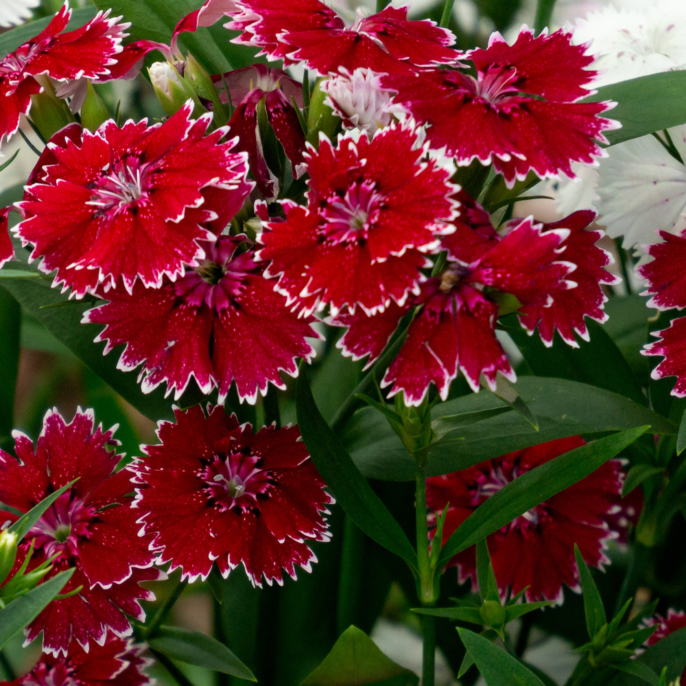 Dianthus - Floral Lace Series