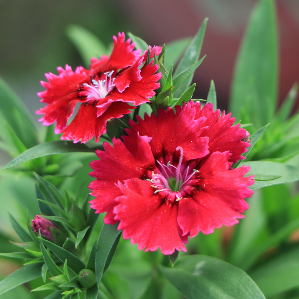 Dianthus - Floral Lace Series