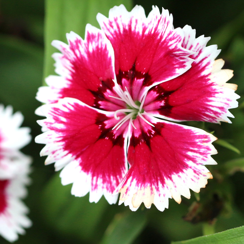 Dianthus - Super Parfait