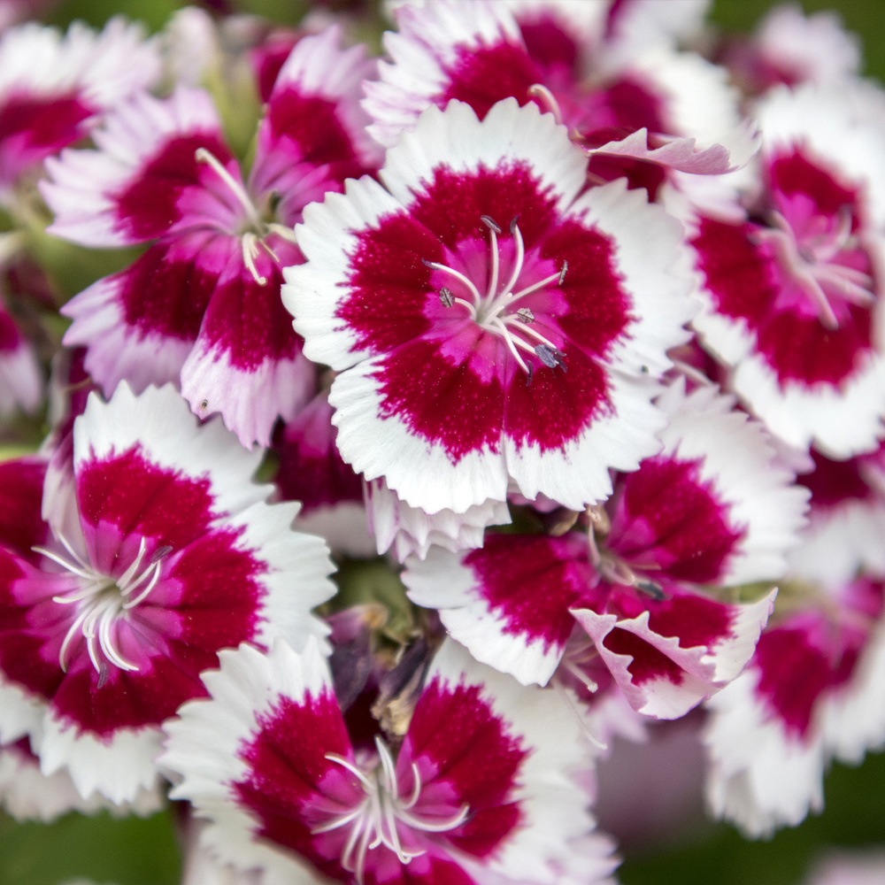 Dianthus - Super Parfait