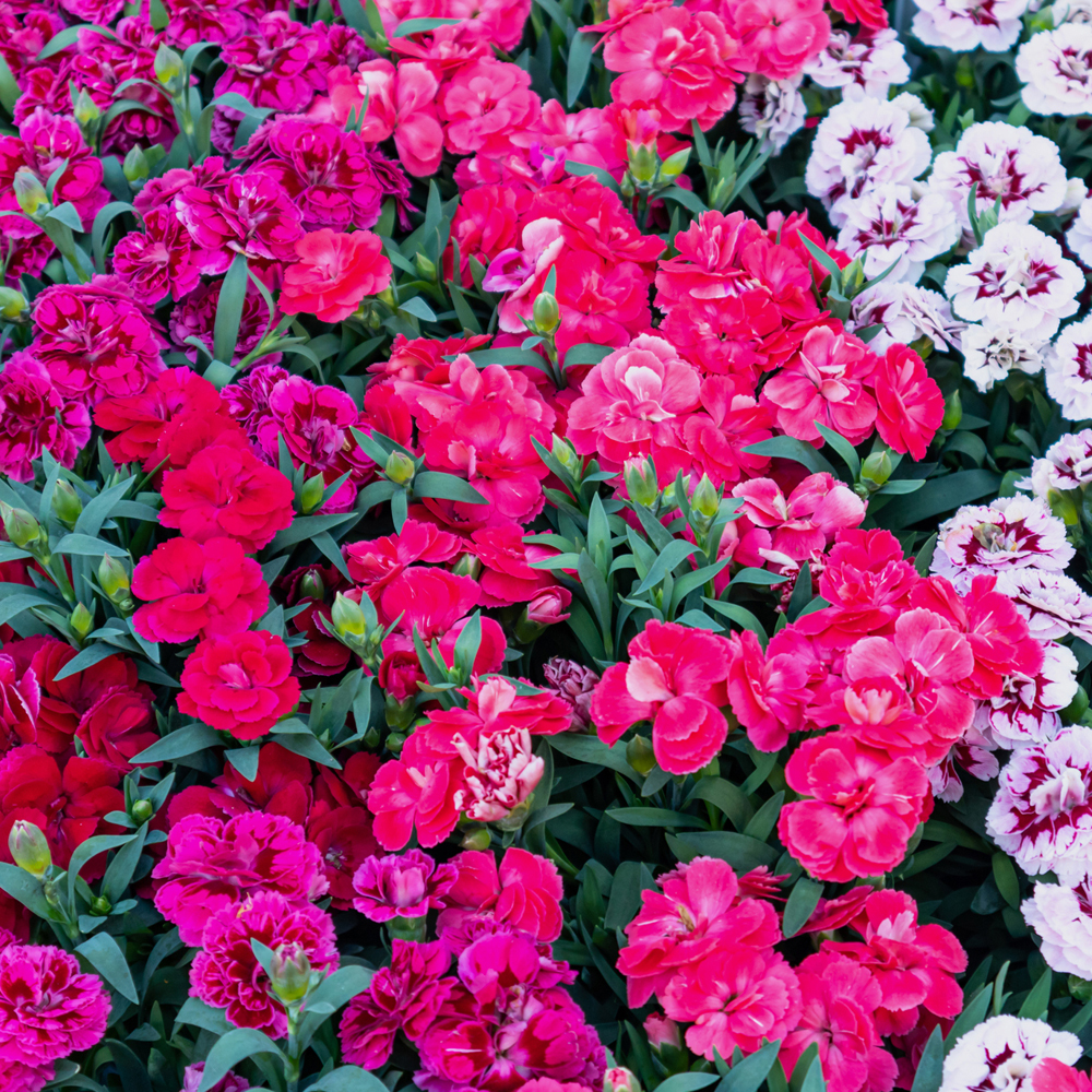 Dianthus - Telstar Series - Mix (Pelleted)