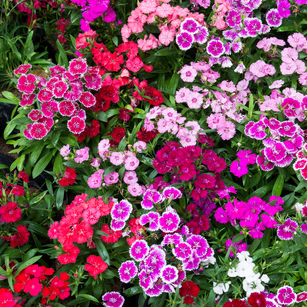 Dianthus - Telstar Series - Mix (Pelleted)