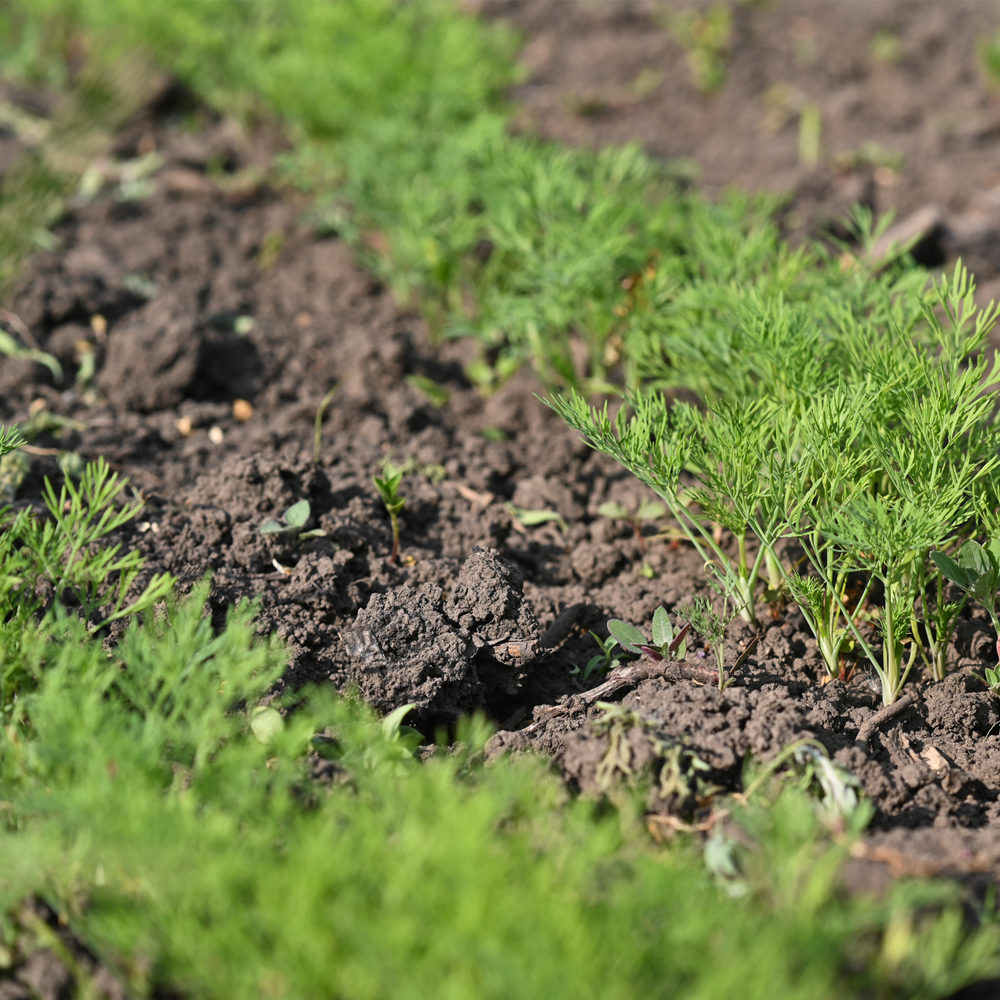 Dill – Bouquet (100-150 Seeds)