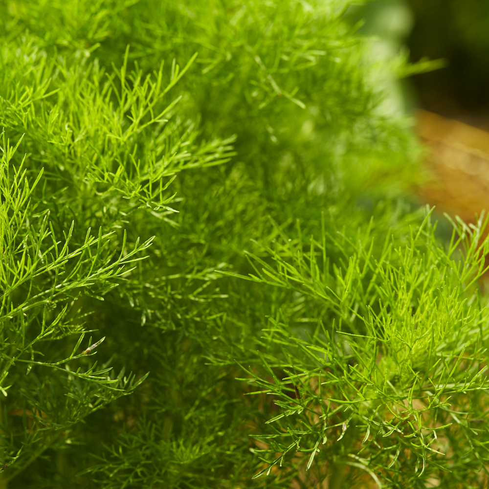 Dill - Dwarf Fernleaf