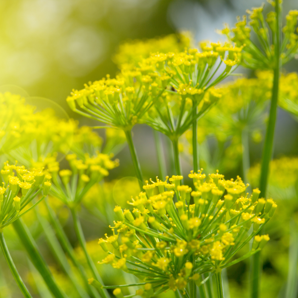 Dill - Mammoth Long Island