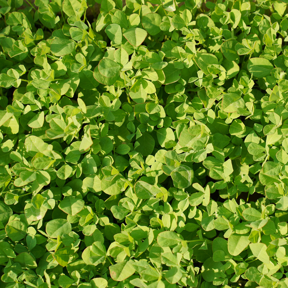 Fenugreek - Herb
