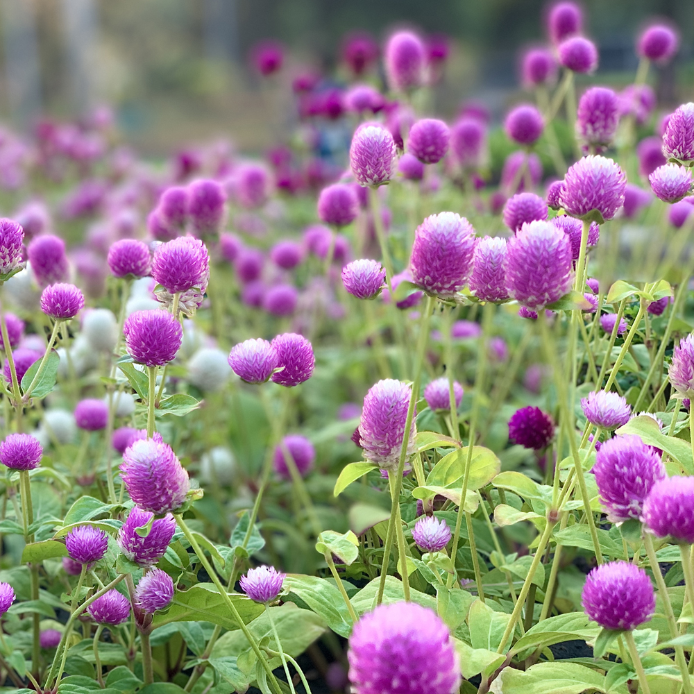 Gomphrena - Gnome Series