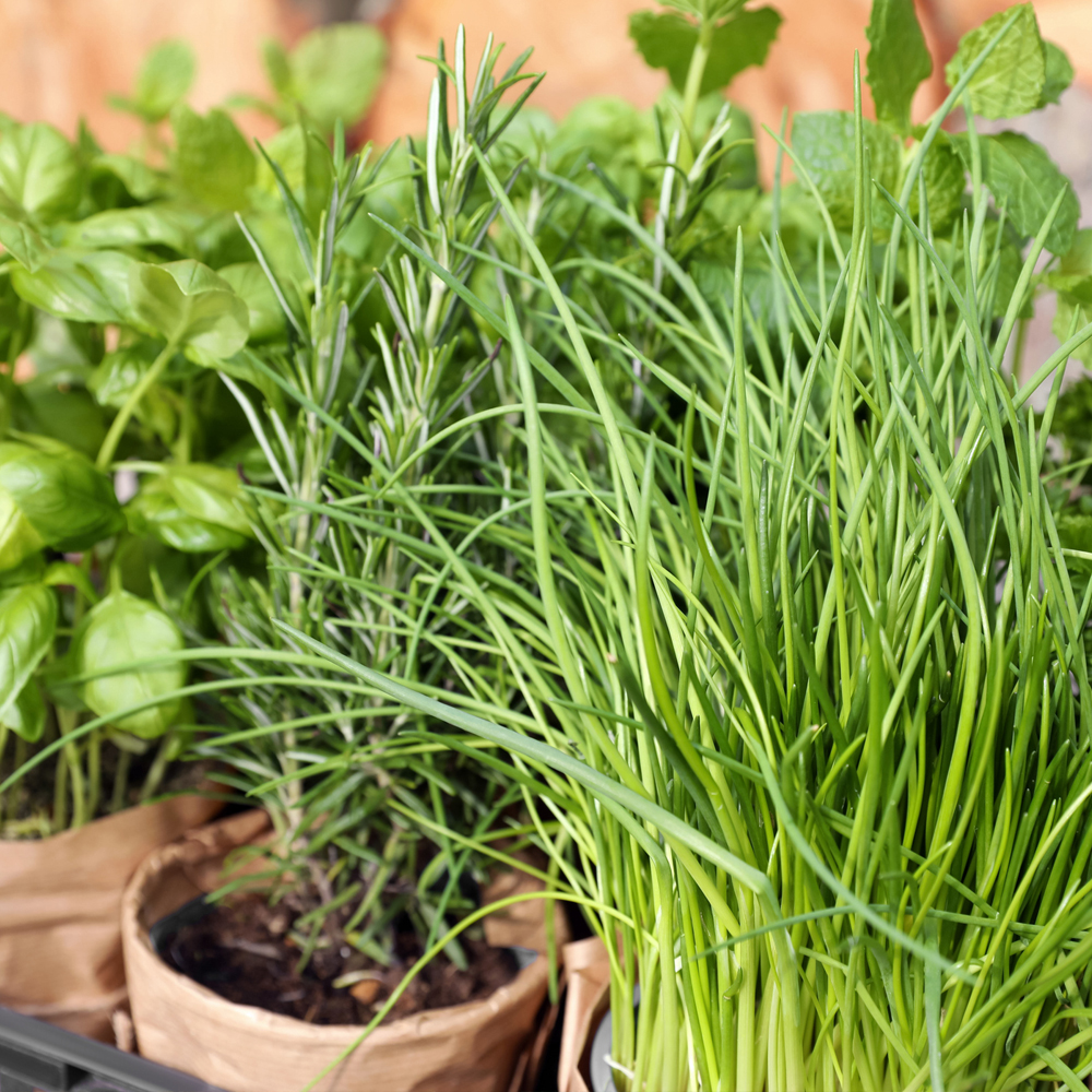 Herb Assortment - Perennial Herb