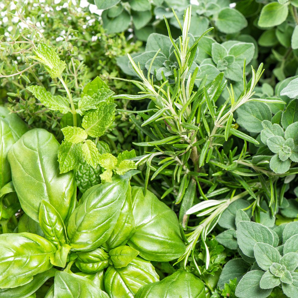 Herb Assortment - Scarborough Fair