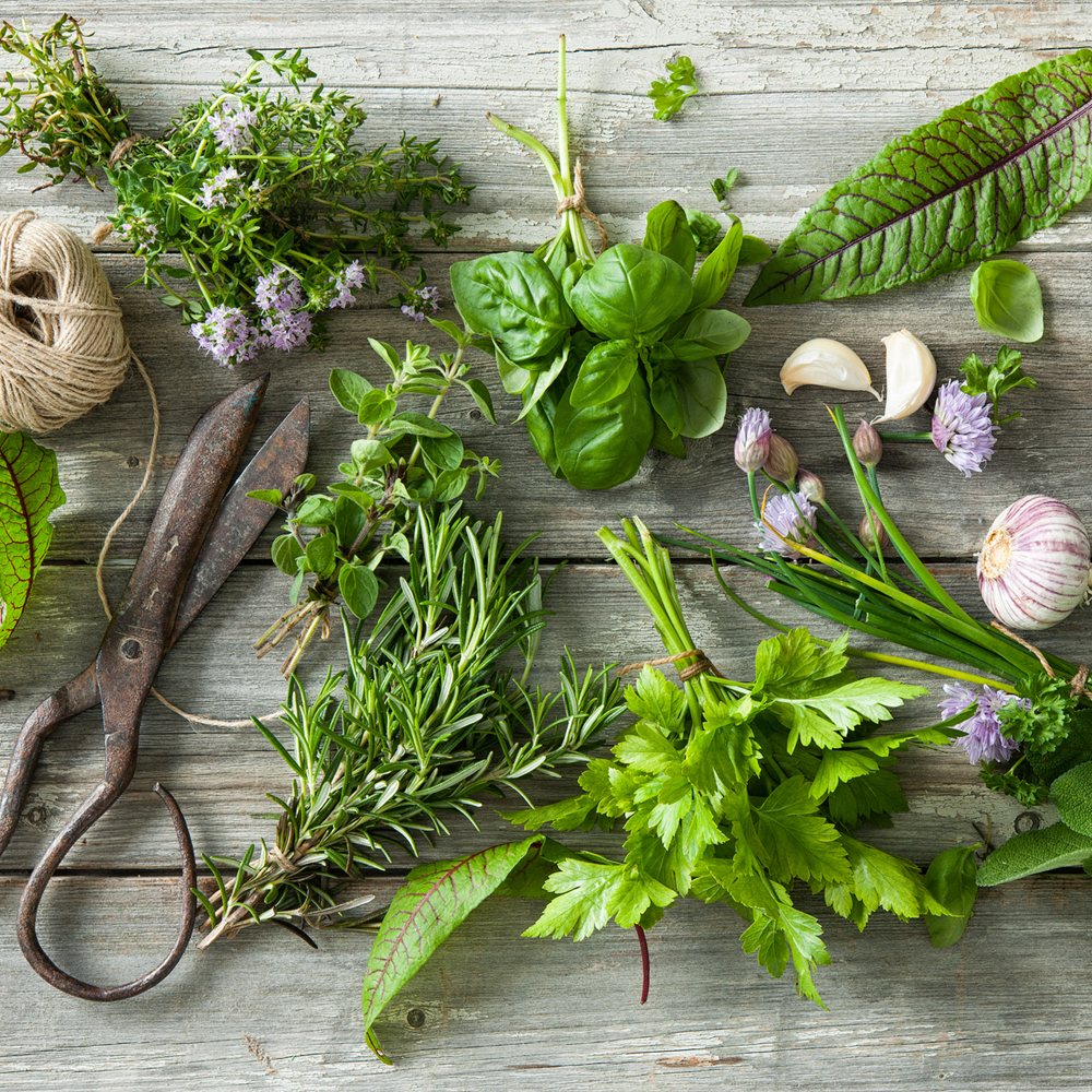 Culinary Herbs