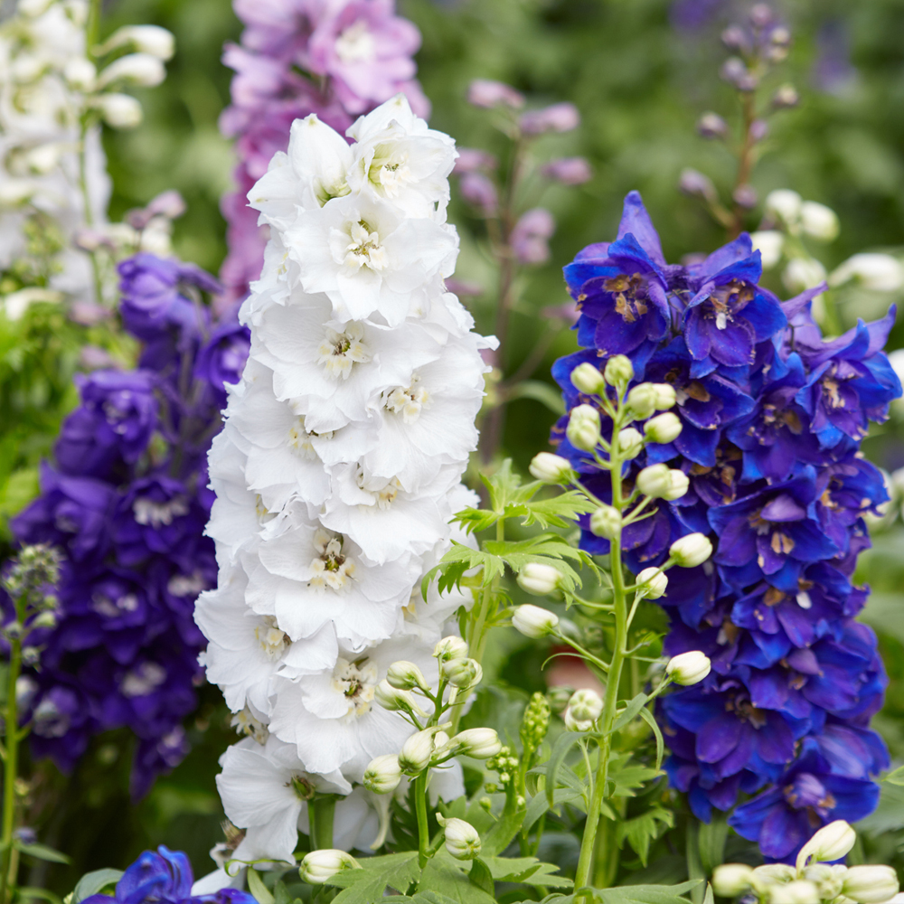 Larkspur – Giant Imperial Mixture (100-120 Seeds)
