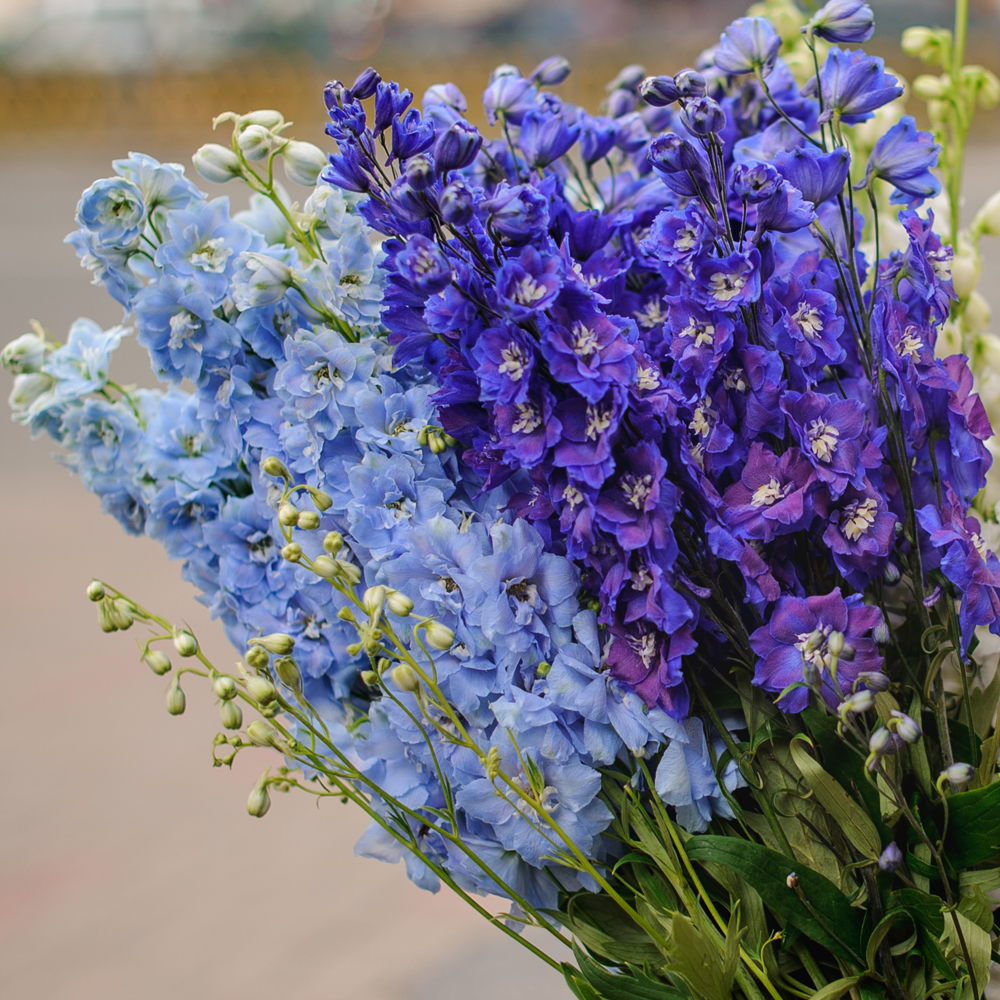 Larkspur - Giant Imperial Mixture (100-120 Seeds)