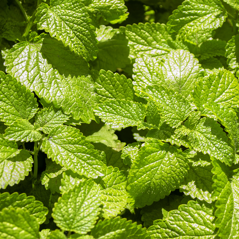 Lemon Balm (250-300 Seeds)