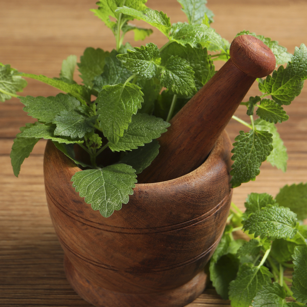 Lemon Balm (250-300 Seeds)