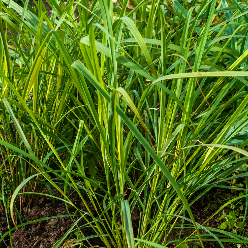 Lemon Grass - West Indian
