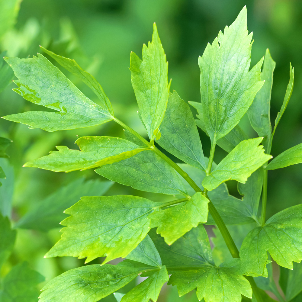 Lovage (60-80 Seeds)