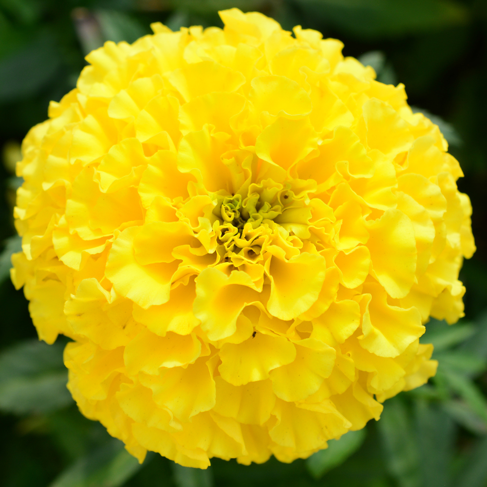 Marigold - African - Antigua