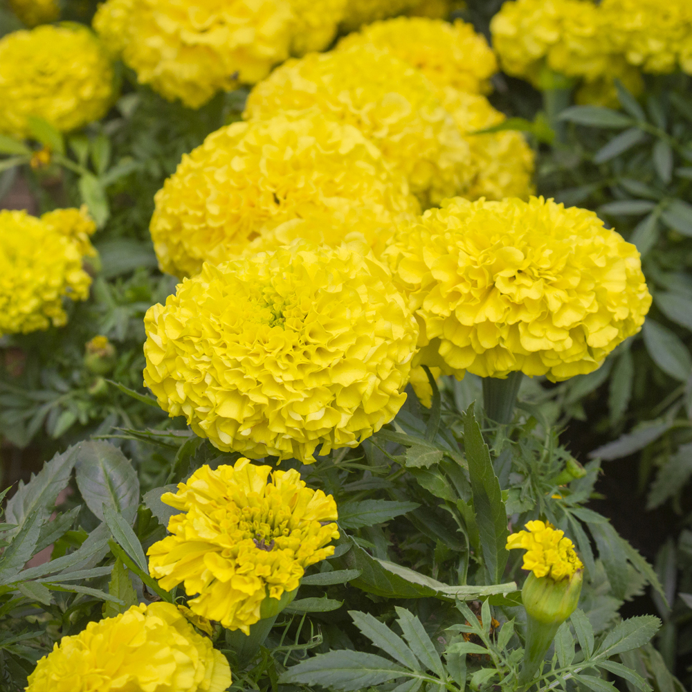 Marigold - African - Antigua