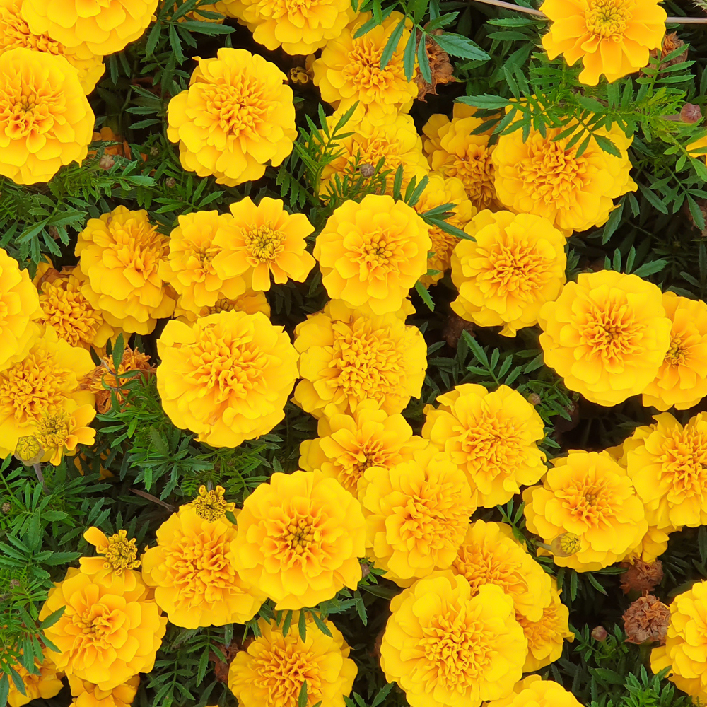 Marigold – African – Cracker Jack (60-80 Seeds)