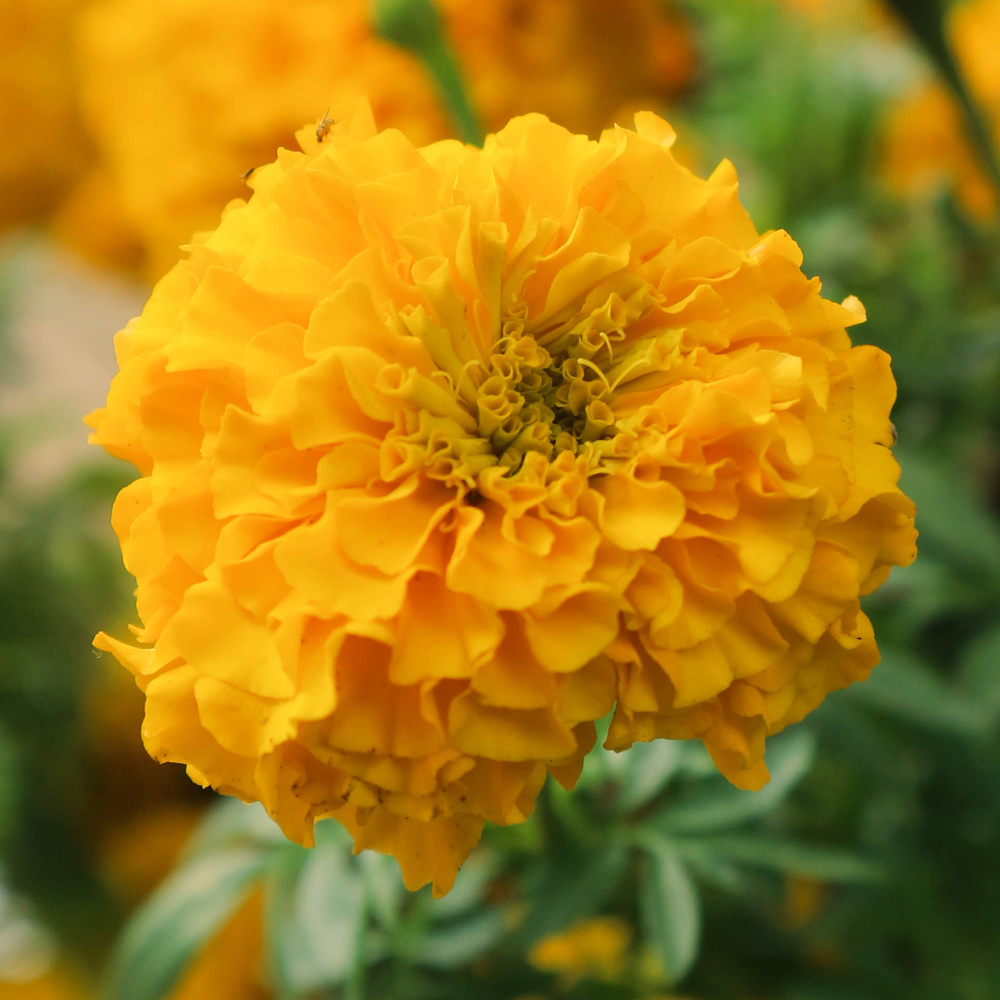 Marigold - African - Cracker Jack (60-80 Seeds)