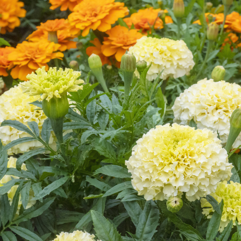 Marigold - African - Discovery