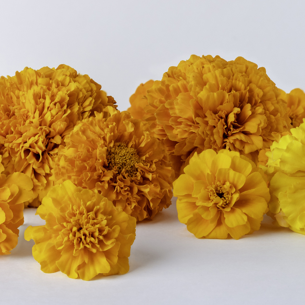 Marigold - African - Discovery