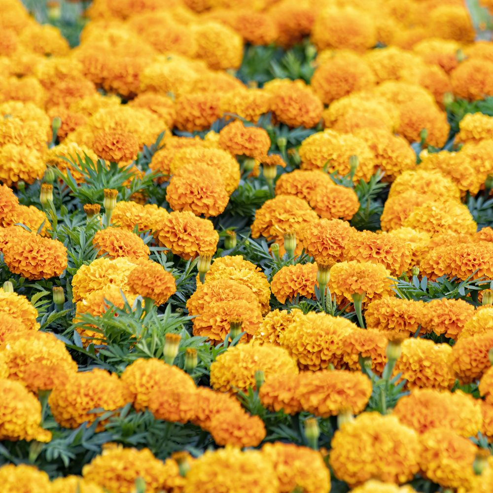 Marigold - African - Inca II