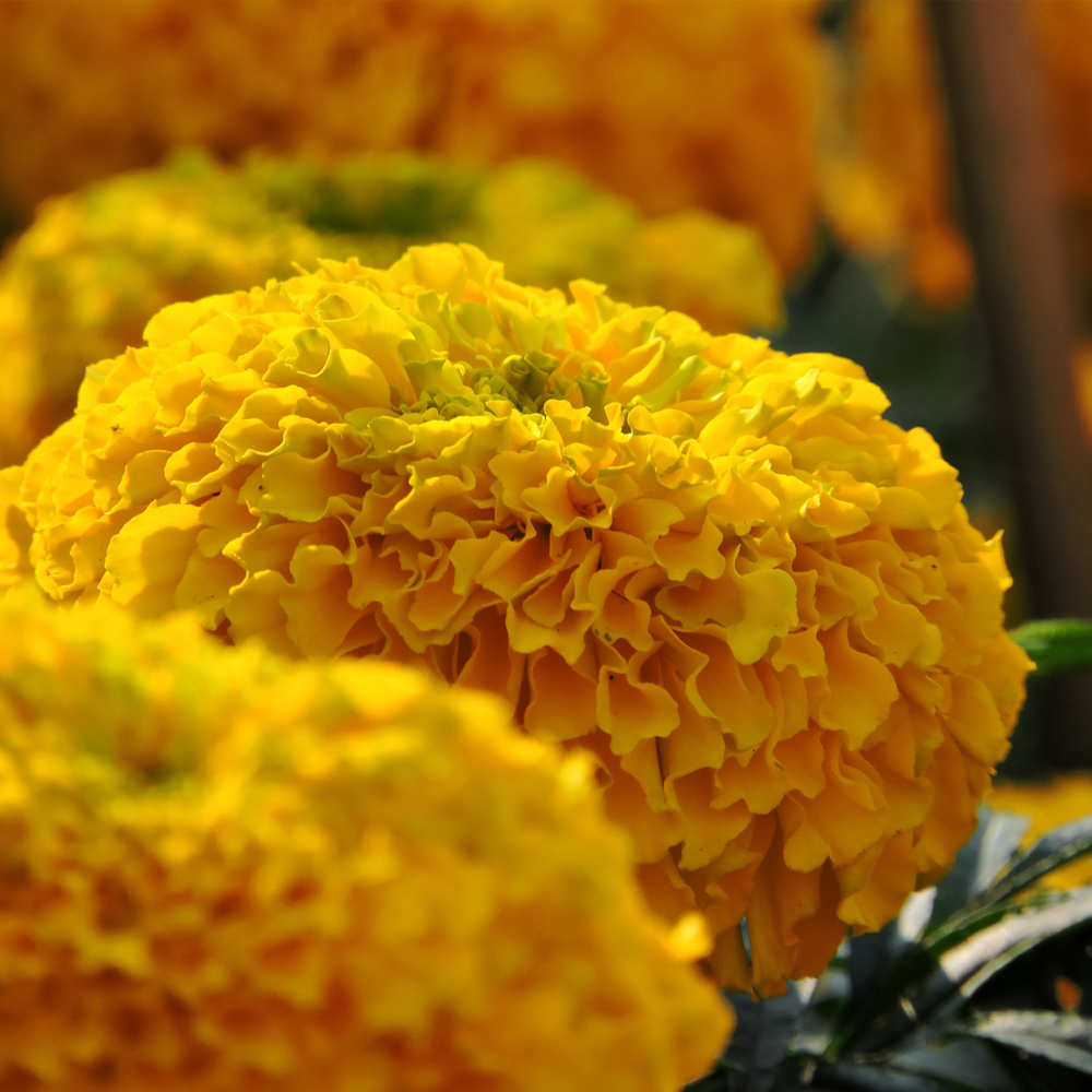 Marigold - African - Inca II