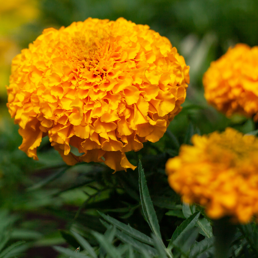 Marigold - African - Taishan