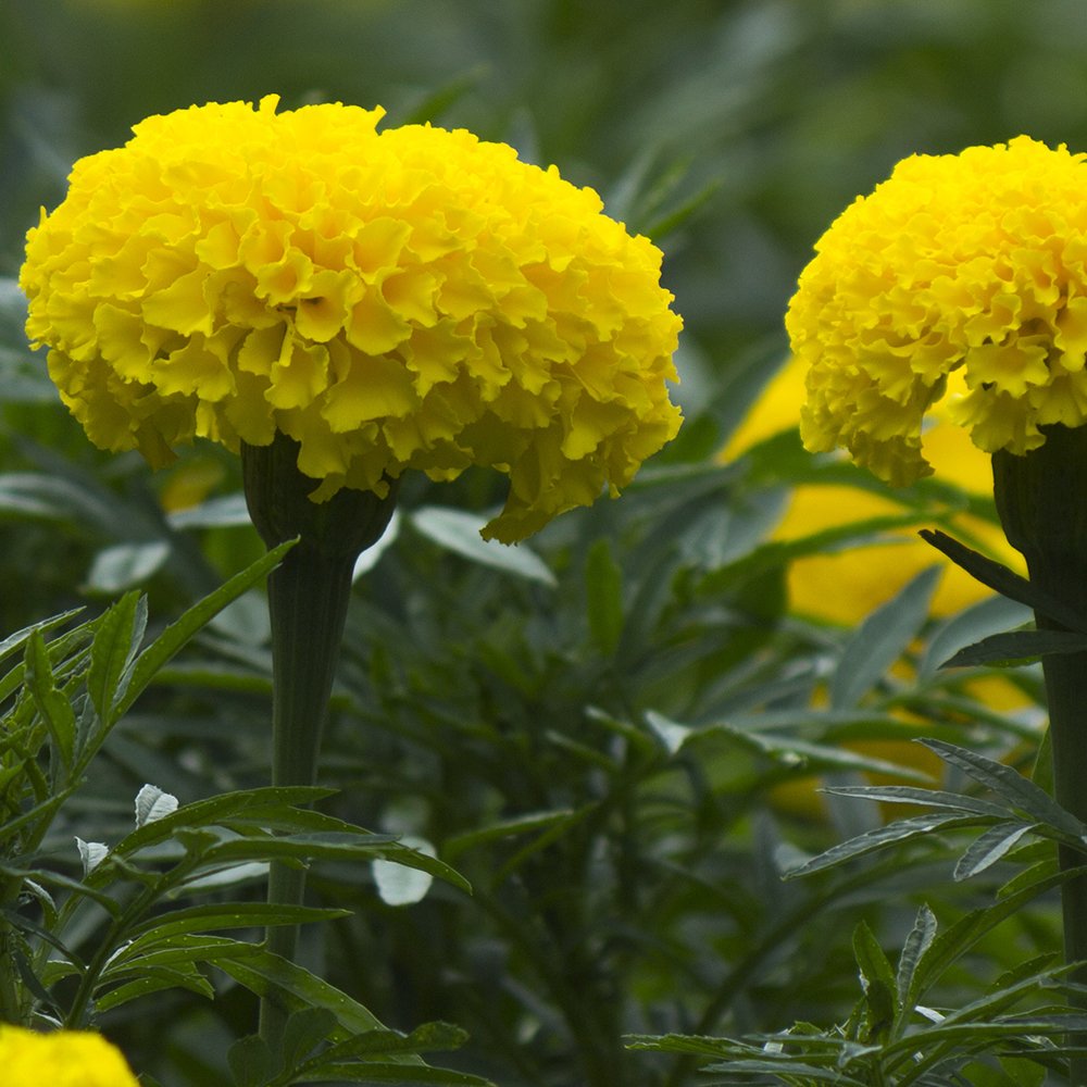 Marigold - African - Taishan