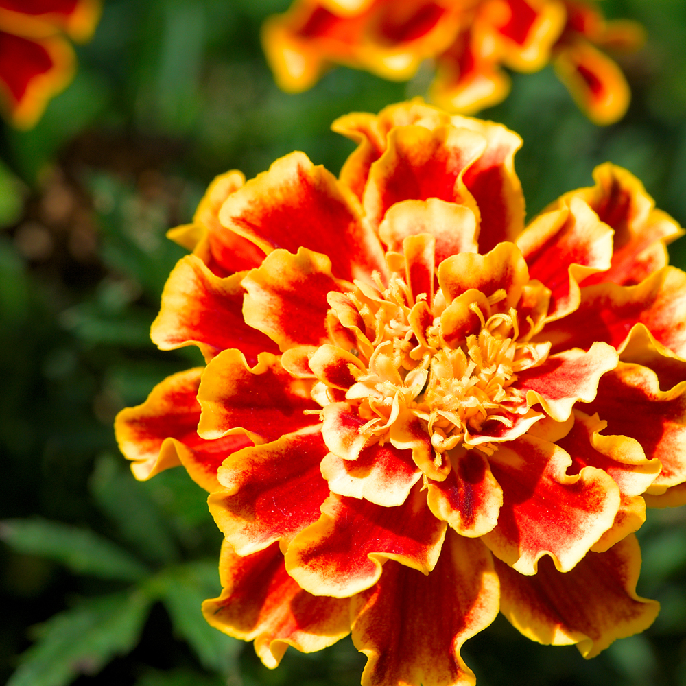 Marigold - French - Bonanza