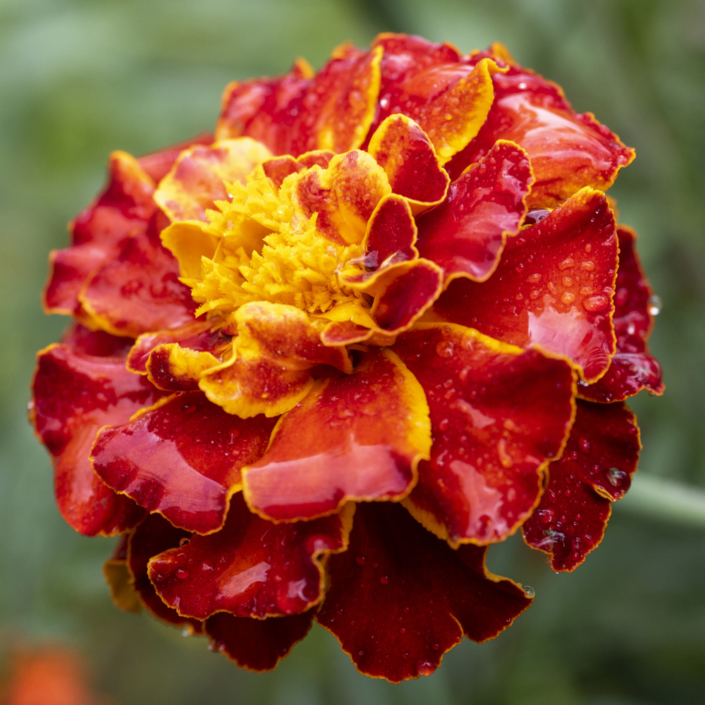 Marigold - French - Bonanza