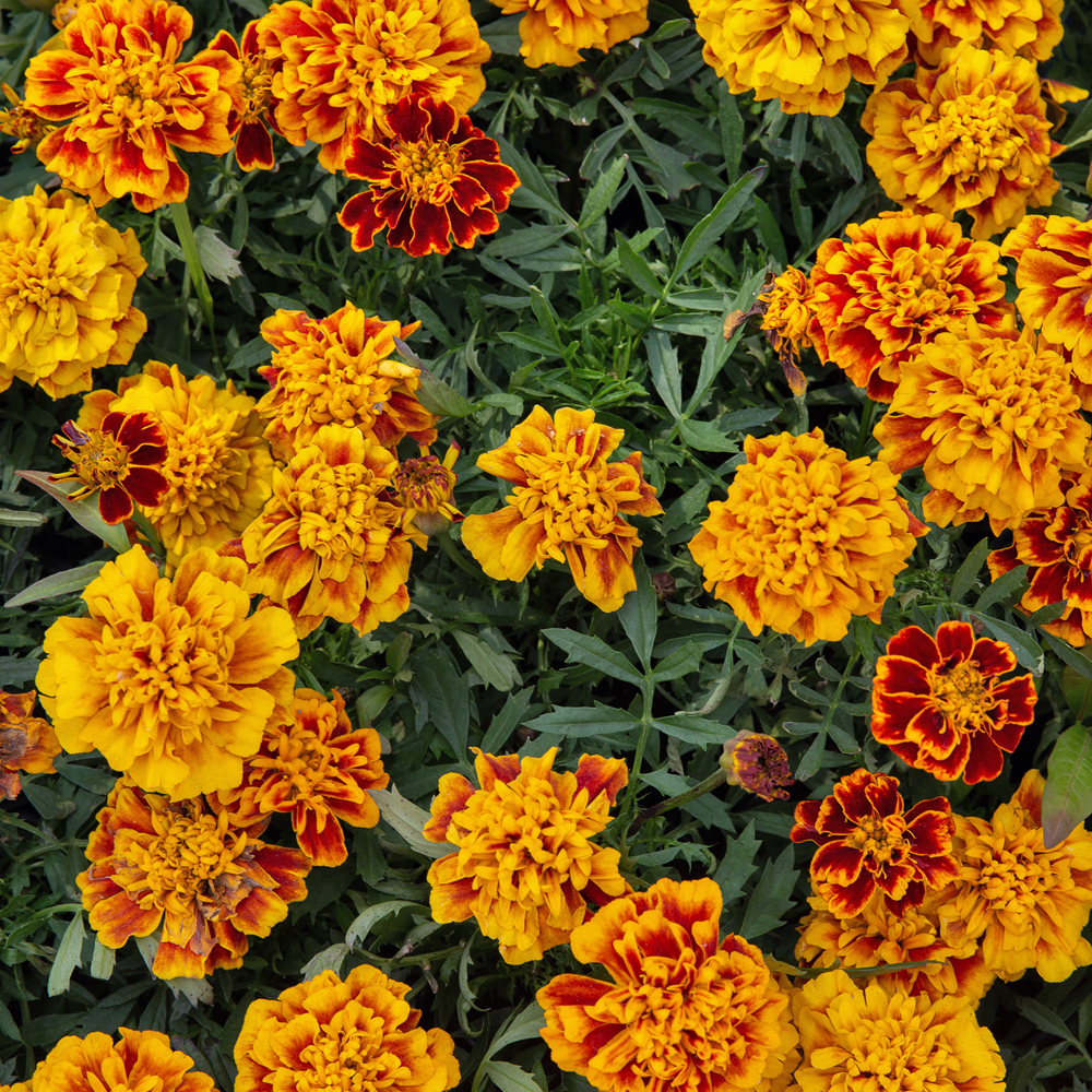 Marigold - French - Disco