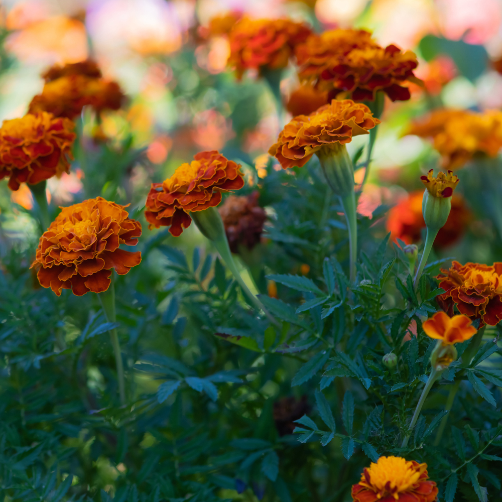 Marigold - French - Disco