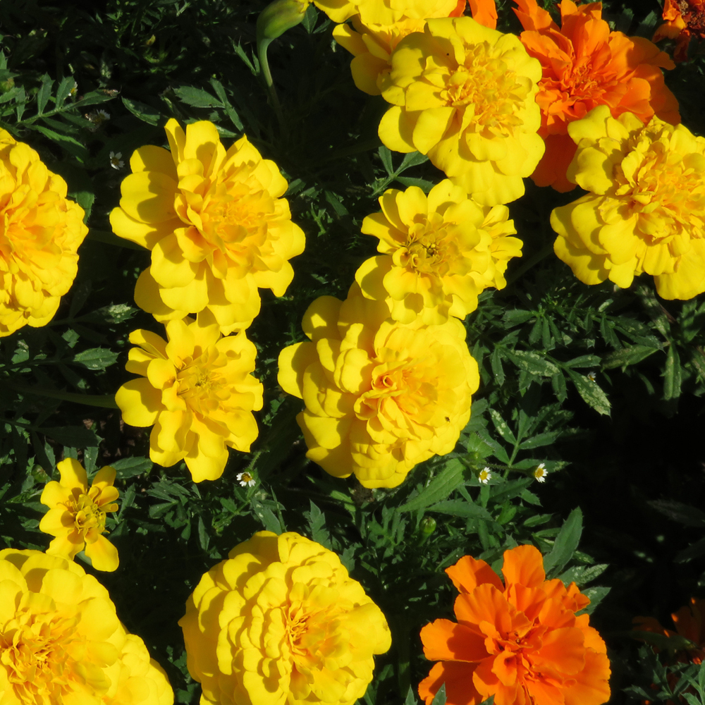Marigold - French - Janie