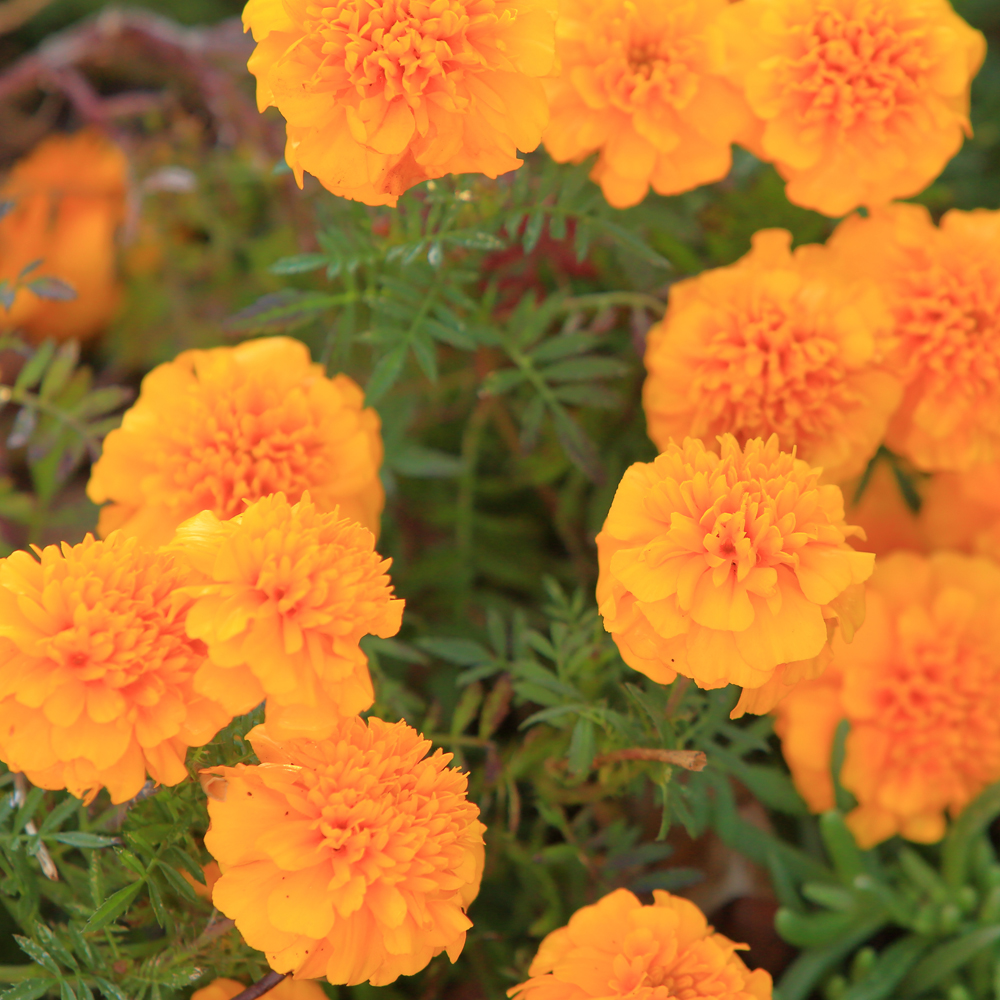 Marigold - French - Janie