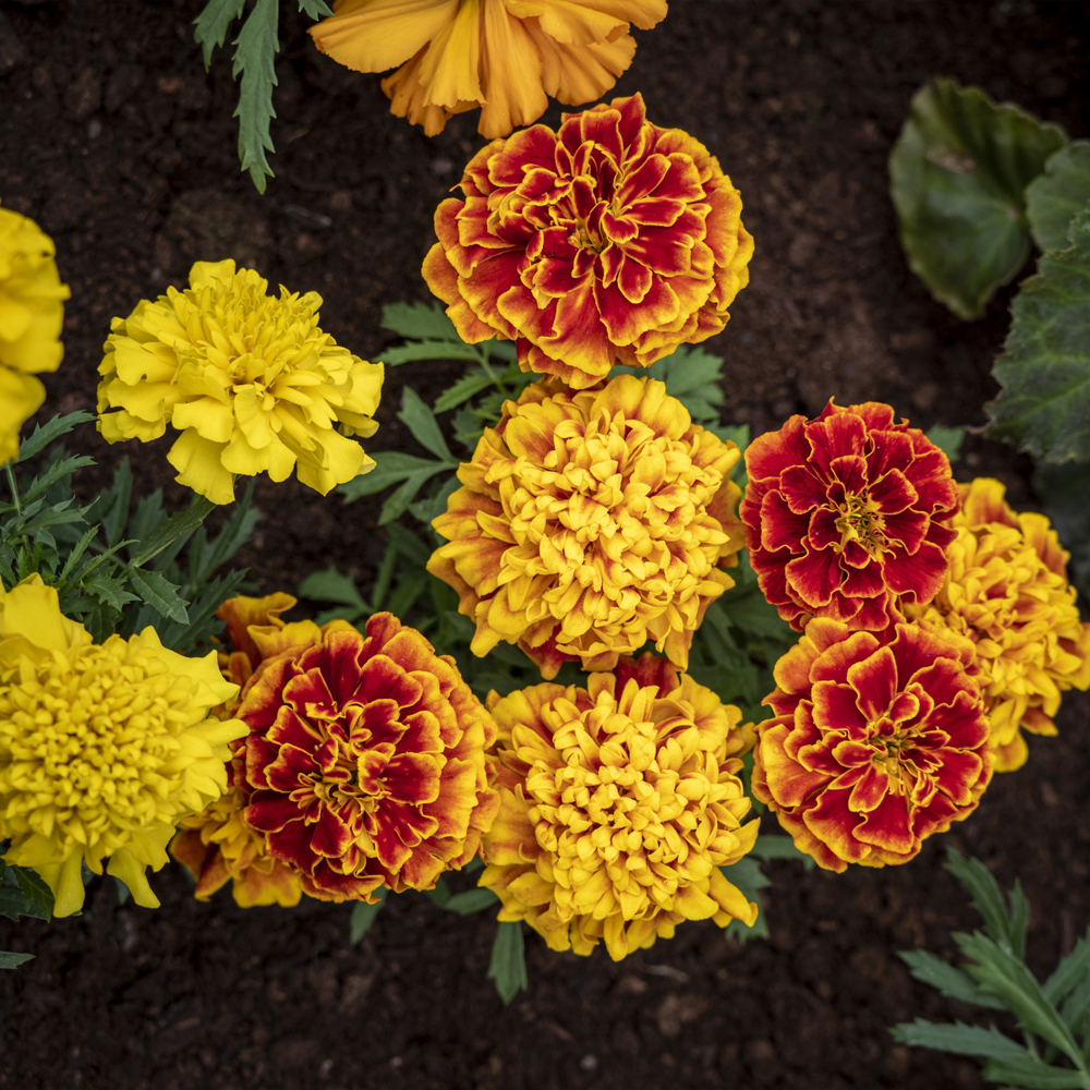 Marigold – French – Petite Mixture (60-80 Seeds)