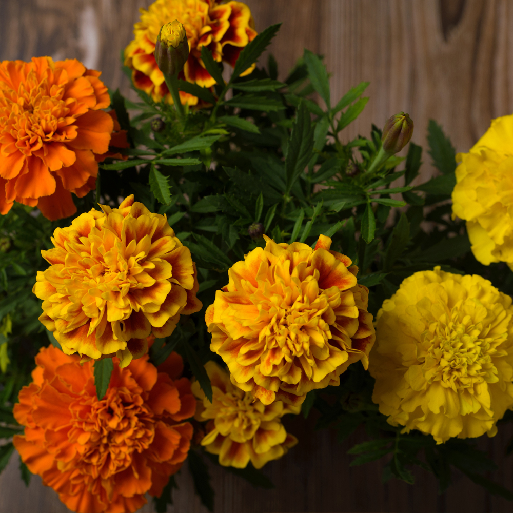 Marigold - French - Petite Mixture (60-80 Seeds)