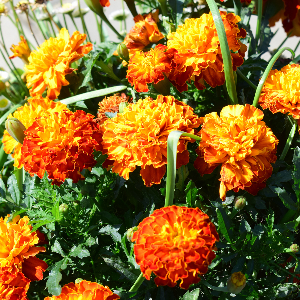 Marigold – French – Sparky Mixture (60-80 Seeds)
