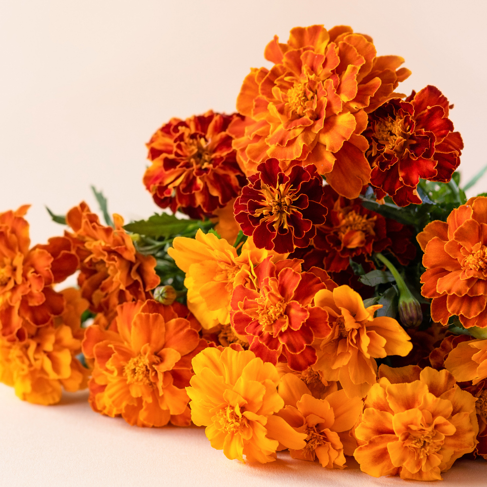 Marigold - French - Sparky Mixture (60-80 Seeds)