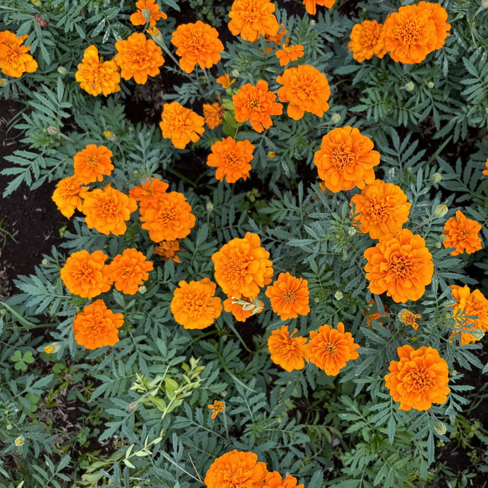 Marigold – Nematode Control (30-40 Seeds)